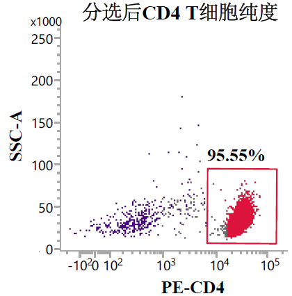 分选后代表性流式结果:CD4⁺ 细胞约 95.55%。结果受样本与操作条件影响。